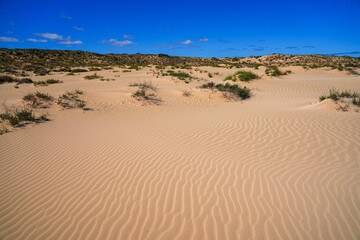 Ripples in the sand of the dunes of the Corralejo Natural Park in the north of Fuerteventura in the Canary Islands, Spain - Desert arid landscape with scattered shrubs in endless sand