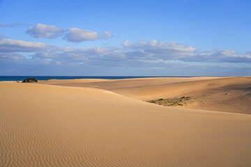 Obraz na płótnie Canvas Ripples in the sand of the dunes of the Corralejo Natural Park in the north of Fuerteventura in the Canary Islands, Spain - Desert arid landscape with scattered shrubs in endless sand