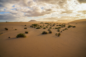 Ripples in the sand of the dunes of the Corralejo Natural Park in the north of Fuerteventura in the Canary Islands, Spain - Desert arid landscape with scattered shrubs in endless sand