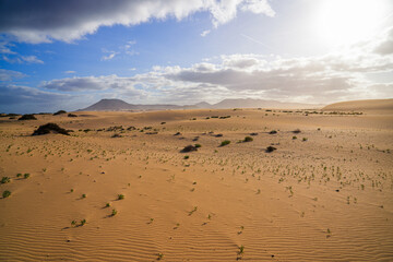 Ripples in the sand of the dunes of the Corralejo Natural Park in the north of Fuerteventura in the Canary Islands, Spain - Desert arid landscape with scattered shrubs in endless sand