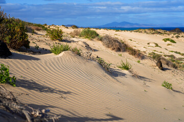 Fototapeta na wymiar Ripples in the sand of the dunes of the Corralejo Natural Park in the north of Fuerteventura in the Canary Islands, Spain - Desert arid landscape with scattered shrubs in endless sand