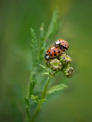 ladybird on a leaf