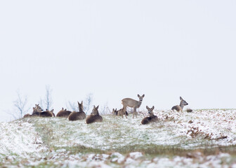 Obraz na płótnie Canvas Roe deer herd in winter