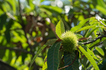 秋の収穫に向けて、日差しを一杯に受けて成長する栗