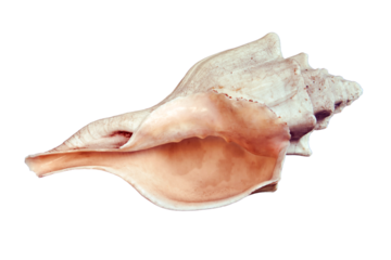 Marine large clam shell, isolated on a white background