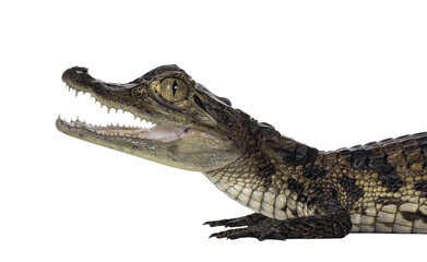 Head shot of young, one year old Spectacled Caiman crocodile, standing side ways. Mouth open. Isolated cutout on transparent background.