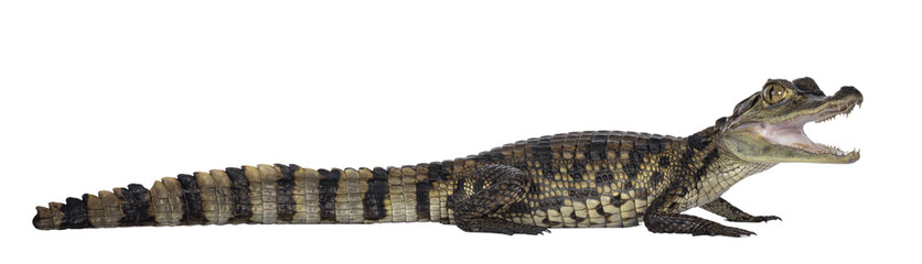Young, one year old Spectacled Caiman crocodile, standing side ways. Mouth open. Isolated cutout on transparent background.