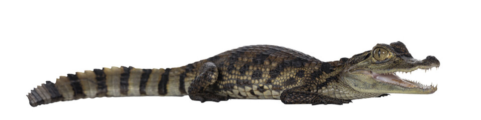 Young, one year old Spectacled Caiman crocodile, standing side ways. Mouth open. Isolated cutout on transparent background.
