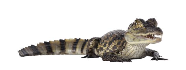Young, one year old Spectacled Caiman crocodile, standing side ways. Mouth open. Isolated cutout on transparent background.