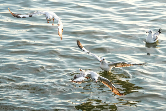 Seagulls Migrate To Escape The Cold And Fly To Find Food In Samut Prakan Province, Thailand.