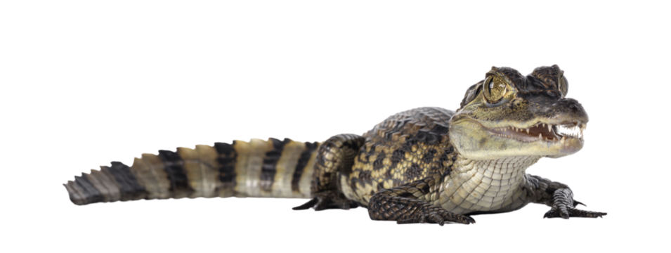 Young, one year old Spectacled Caiman crocodile, standing side ways. Mouth open. Isolated cutout on transparent background.