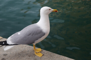 A seagull in Camogli, Ligurian Riviera, Italy