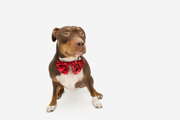Portrait mixed-breed dog celebrating valentine's day, birthday or christmas wearing a red bow tie. Isolated on white background