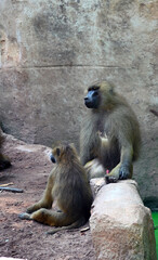 macaques sitting on a rock