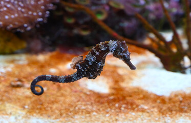 A mediterranean seahorse swimming