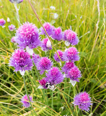 Chives or Allium Schoenoprasum in bloom with purple violet flowers and green stems.