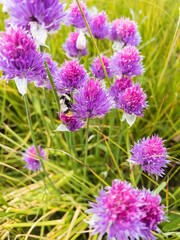 Chives or Allium Schoenoprasum in bloom with purple violet flowers and green stems.