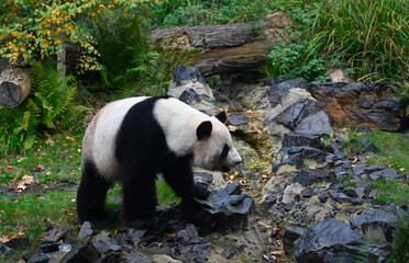 A panda bear walks in the forest