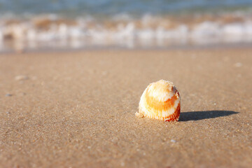 image of sandy summer beach and seashell at sun light