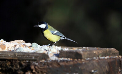 Great Tit eating at a bird table, Sherwood Forest Nottinghamshire, England
