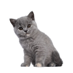 Adorable blue tortie British Shorthair cat kitten, sitting side ways. Looking towards camera with round brown eyes and cute head tilt. Isolated cutout on transparent background.