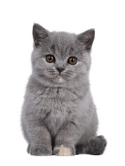 Fototapeta na wymiar Adorable blue tortie British Shorthair cat kitten, sitting facing front. Looking towards camera with round brown eyes. Isolated cutout on transparent background.