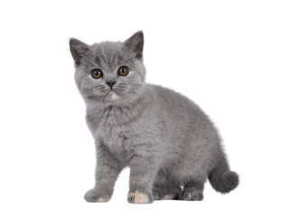 Adorable blue tortie British Shorthair cat kitten, standing side ways. Looking towards camera with round brown eyes. Isolated cutout on transparent background.