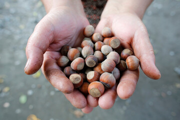 Patpa Memedova showings hazelnuts grown with a AZ 1,000 loan from FINDEV Finance for Development
