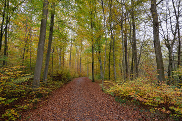 Wald Höpfigheim