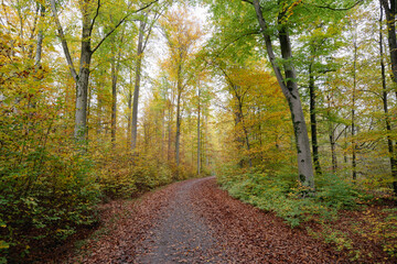 Fototapeta premium Wald Höpfigheim