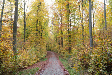 Fototapeta premium Wald Höpfigheim
