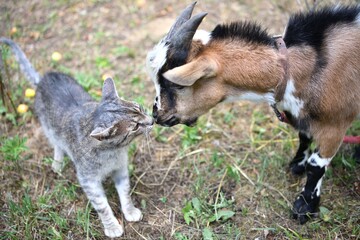 Cat and goat touch the face with their muzzle