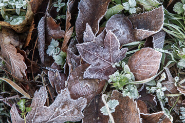 frost on autumn leaves