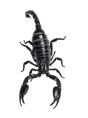 Top view of Asian Forest Scorpion aka Heterometrus Petersii, sitting on nose of red high heeled shoe. Isolated cutout on transparent background.