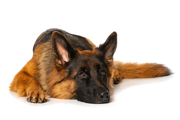 German shepherd dog lying isolated on white
