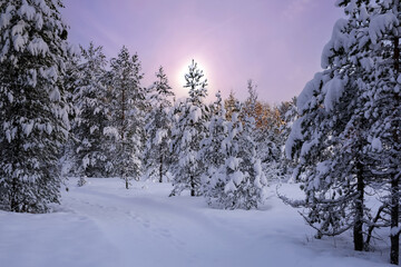 Sunset in the snowy forest