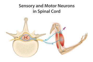 Sensory and Motor Neurons in Spinal Cord - obrazy, fototapety, plakaty