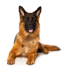 German shepherd dog lying isolated on white