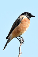 closeup the small brown black wagtail birds sitting and holding on tree branch soft focus natural sky background.