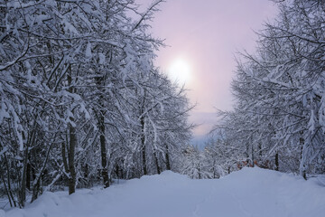 Sunset in the snowy forest