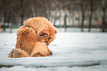 Portrait of a beautiful purebred chow-chow dog in the snow.