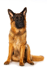 German shepherd dog sitting isolated on white