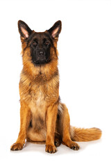 German shepherd dog sitting isolated on white