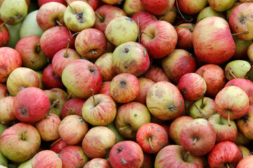 Cider apples