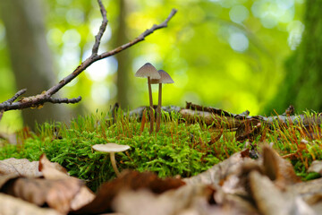 Viersporiger Nitrat-Helmling  (Mycena stipata ) im Herbstwald - a group of Mycena stipata mushrooms in forest