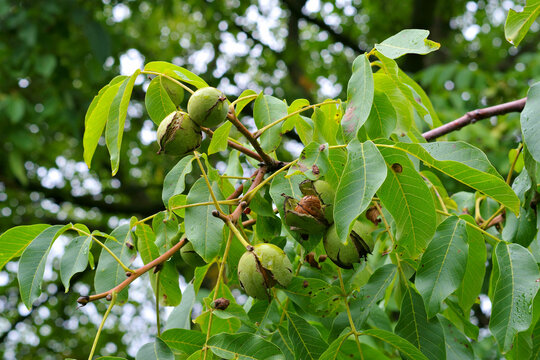 ein Walnussbaum mit reifen N&uuml;ssen  -a walnut tree with many nuts