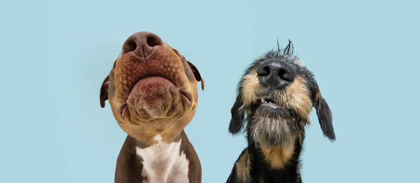 Banner funny close-up two dogs nose. Isolated on blue pastel background