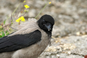 Obraz premium The gray crow turned its head and stares intently. Close-up. Selective sharpness.