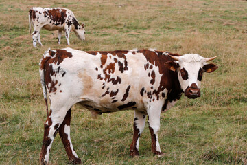 Cows in Normandy.