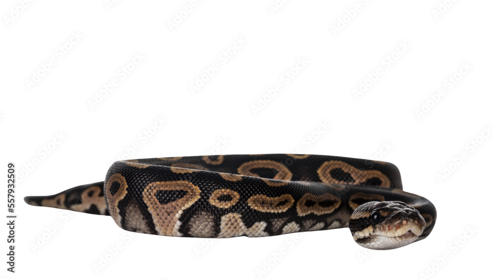 Aufkleber baby female ballpython aka python regius moving towards lens, isolated cutout on transparent backgro